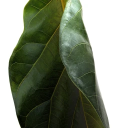 Close up of a large green curved leaf with visible veins against a plain white background