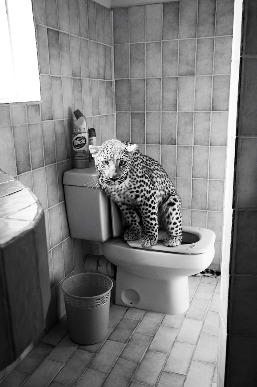 Monochrome image of a leopard perched on a toilet in a tiled bathroom setting, with cleaning supplies and a wastebasket visible.
