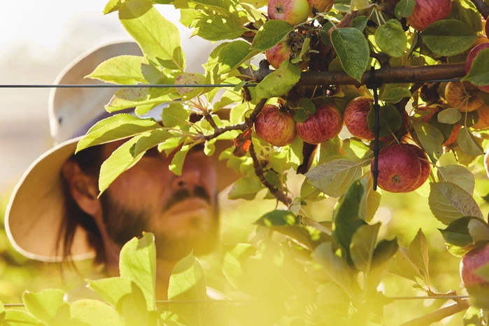 A man wearing a hat stands amongst apple trees with ripe red apples and green leaves illuminated by sunlight in an outdoor orchard.