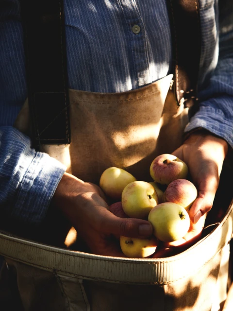 Close-up shot of a person holding yellow and red apples in their hands, with a bag and a blue shirt visible.