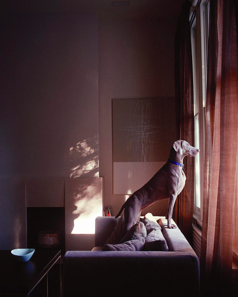 A Weimaraner dog sits on a grey couch near a window with curtains in a sunlit room, gazing outside with a neutral expression.