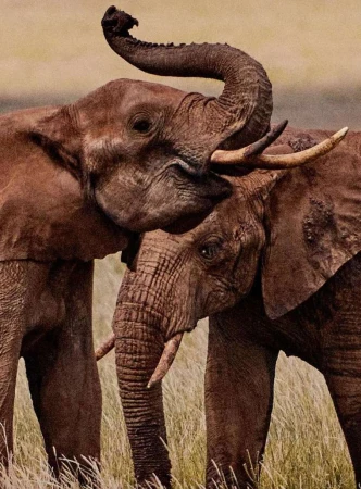 Two brown elephants touch trunks in tall, dry grass. One elephant is mostly in frame with the other in partial view.