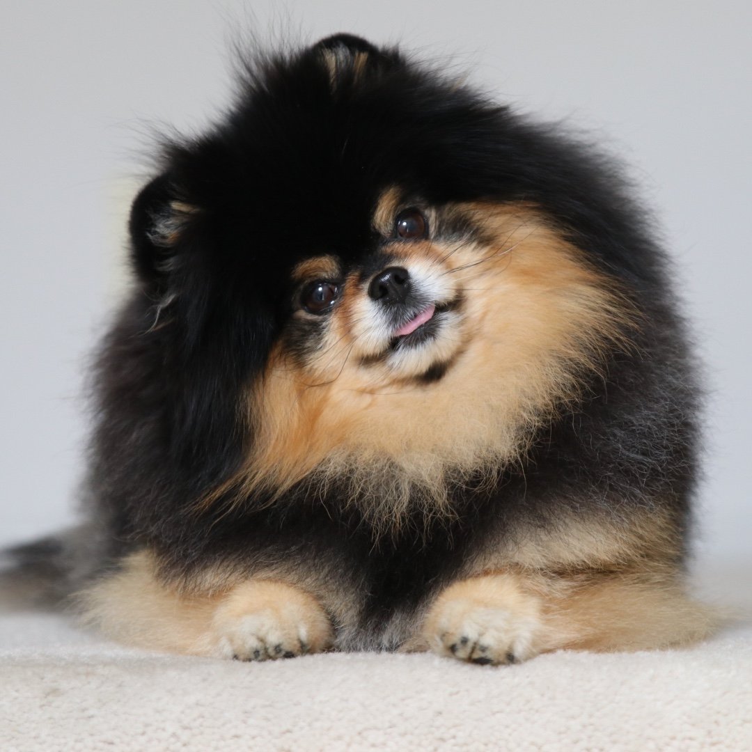 Mocha Pom