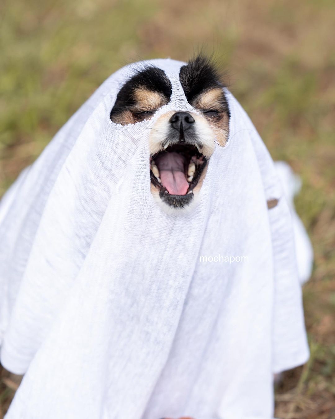 A dog dressed as a ghost for Halloween stands outdoors, with a white sheet draped over its head and body, mouth open, and eyes closed.