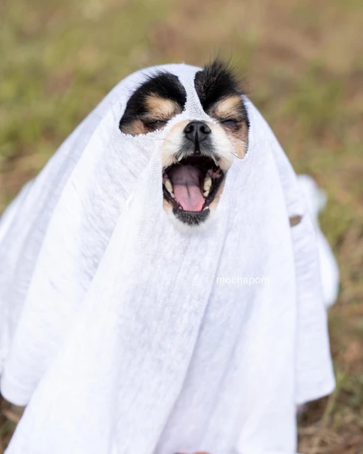 A dog dressed as a ghost for Halloween stands outdoors, with a white sheet draped over its head and body, mouth open, and eyes closed.