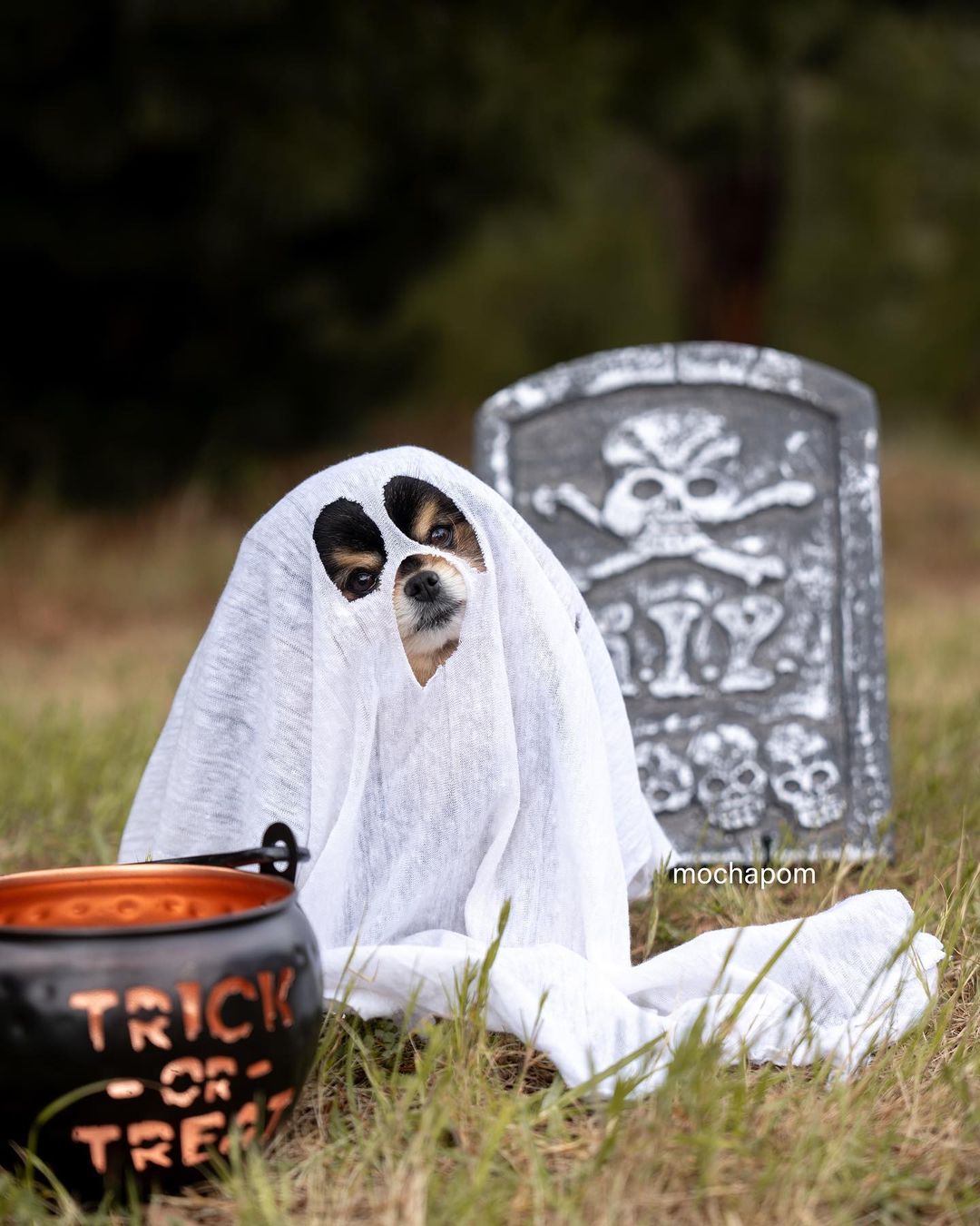 A dog dressed as a ghost for Halloween sits in a grassy yard near a tombstone and a bucket of candy that says Trick or Treat.