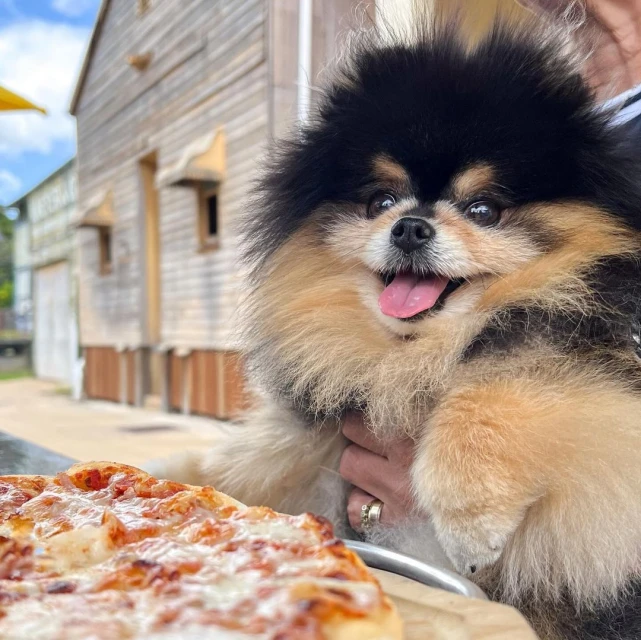 Pomeranian dog sitting at a table outdoors near a pizza with a building in the background, smiling and looking at the camera.