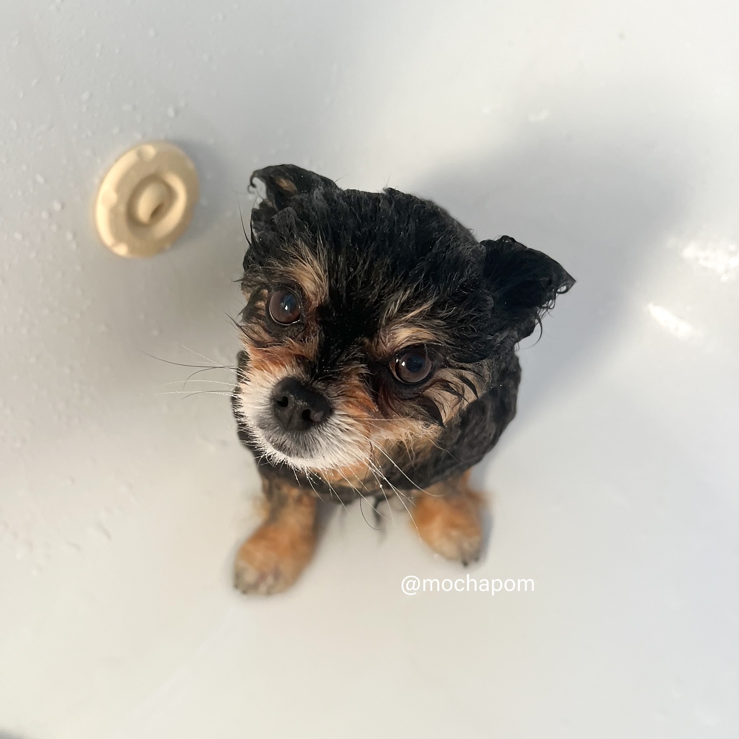 A wet Chihuahua dog looks up in a white bathtub with a neutral-colored soap dish. The small canine has black and brown fur.