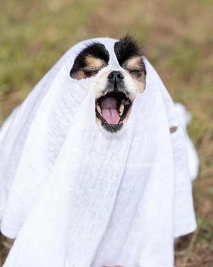 Small dog wearing a white sheet with cutouts over its head like a ghost costume, yawning widely with mouth open.