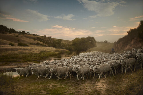 A large herd of sheep walking along a dirt path near a small body of water in a rural setting with golden light.