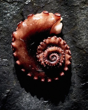 Overhead shot of a curled octopus tentacle on a dark stone surface, showcasing its spiral form and textured skin, lit for dramatic effect.