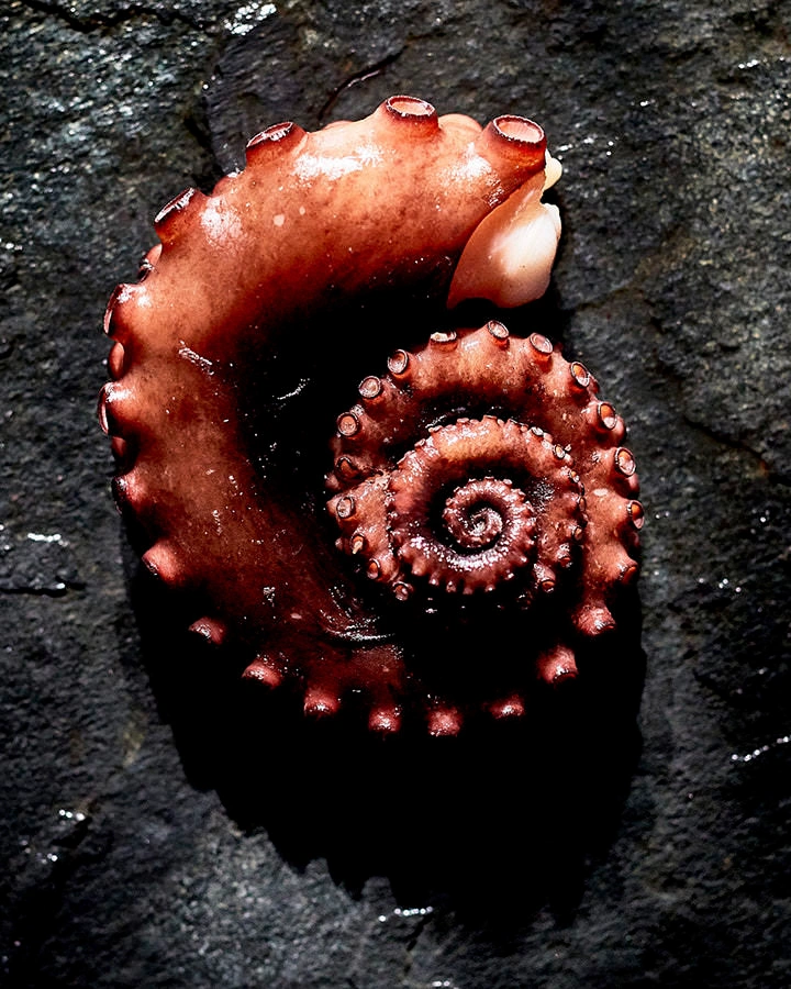 Close-up of a curled octopus tentacle resting on a dark textured stone surface, captured from above with directional lighting.
