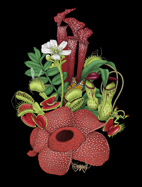 Illustration of diverse carnivorous plants, including pitcher plants, Venus flytraps, and a rafflesia flower, set against a black background.