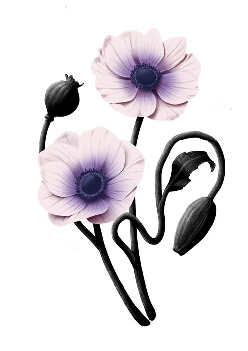 Floral art piece featuring two anemone flowers in soft pink and purple with contrasting dark grey stems and buds on a white background.
