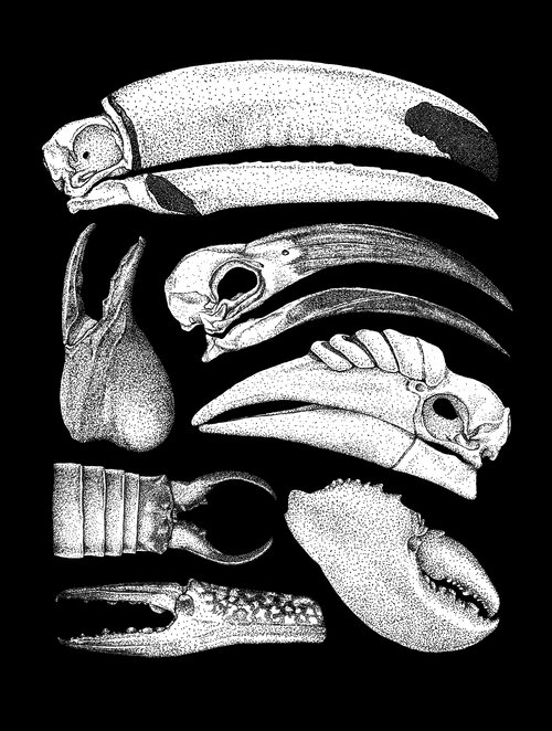 Black and white illustration featuring an arrangement of bird skulls, crab claws, and insect exoskeletons on a stark black background.