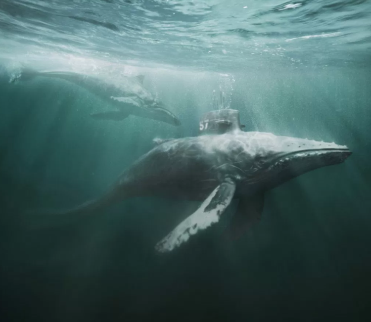 Two humpback whales swimming underwater with a miniature submarine on the back of the whale closest to the viewer.