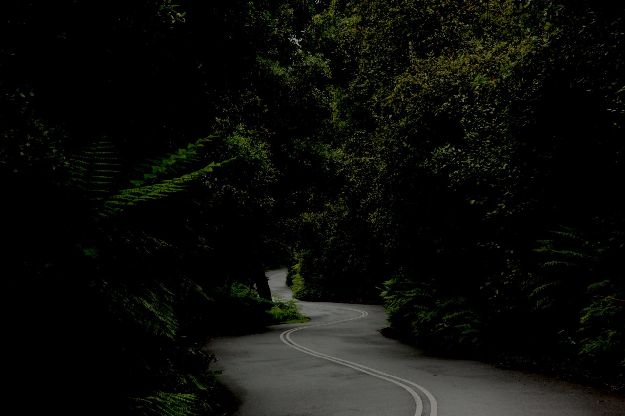 Winding asphalt road curves through a dense, green forest with dappled sunlight and shadows creating a peaceful, natural scene.