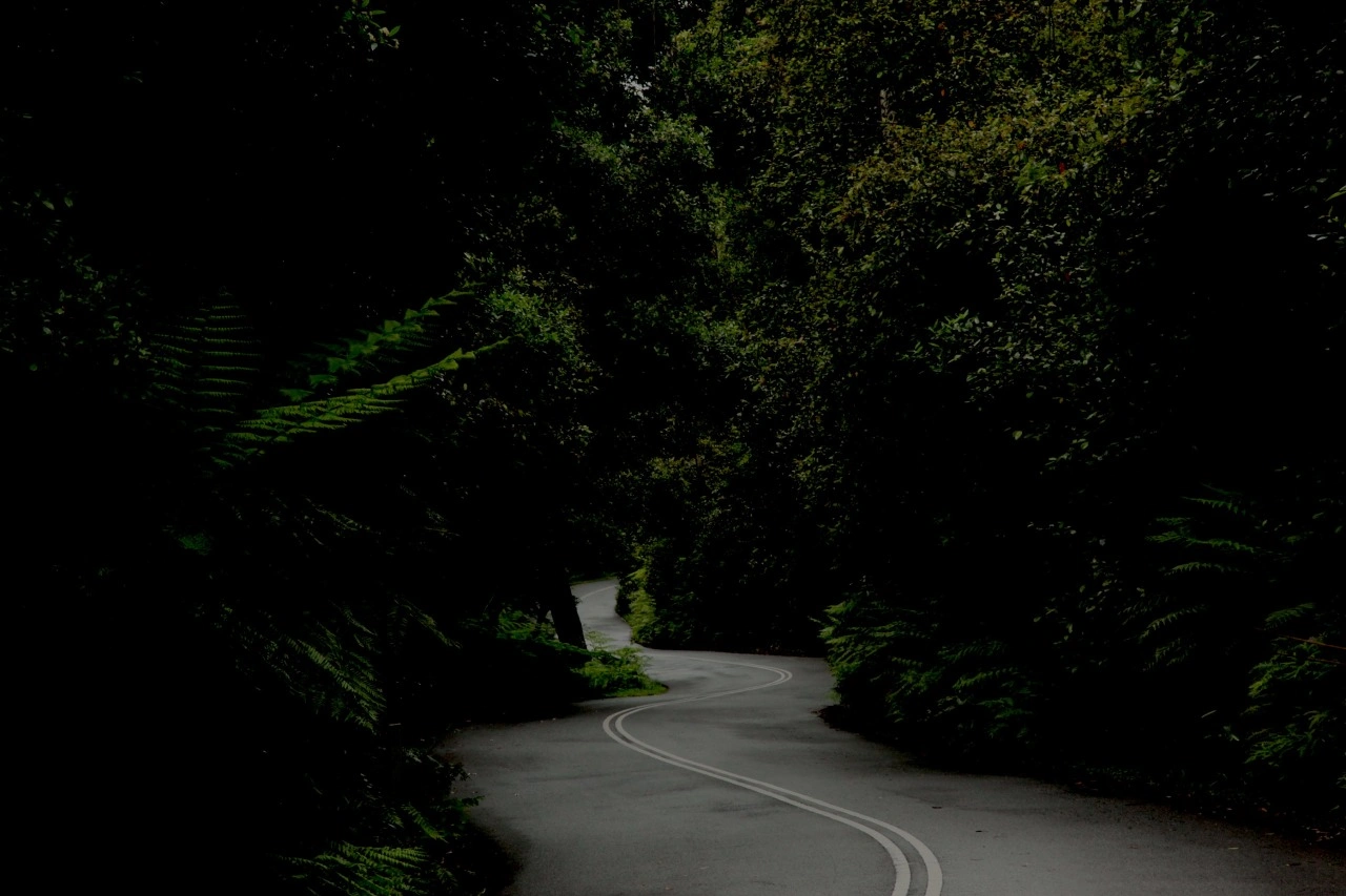 Winding dark asphalt road curving through a dense forest with lush green ferns in Sydney by Australia Film Locations.