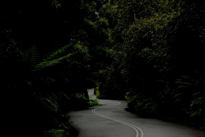 Winding dark asphalt road curving through a dense forest with lush green ferns in Sydney by Australia Film Locations.