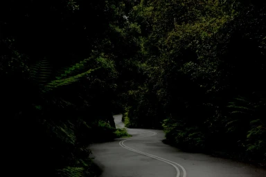 Winding dark asphalt road curving through a dense forest with lush green ferns in Sydney by Australia Film Locations.