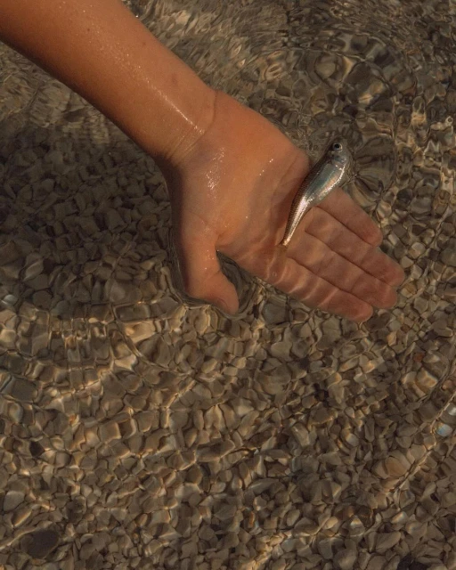 A person's hand holds a small, silver fish in shallow, clear water over a stony bed, with natural light creating water surface reflections.