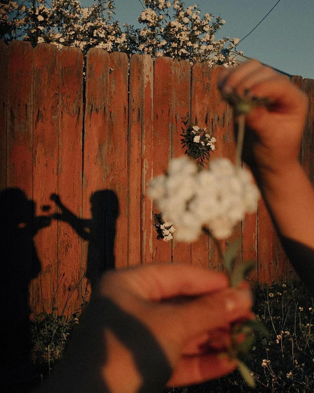 Close-up of hands holding a white flower against a rustic wooden fence and a shadow figure in an outdoor, sunlit setting.
