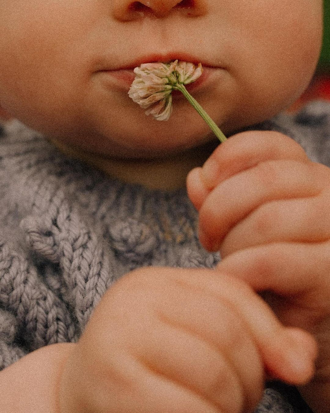 Close-up of a baby holding a flower to their lips, wearing a light purple knitted sweater, soft, muted tones and shallow depth of field.