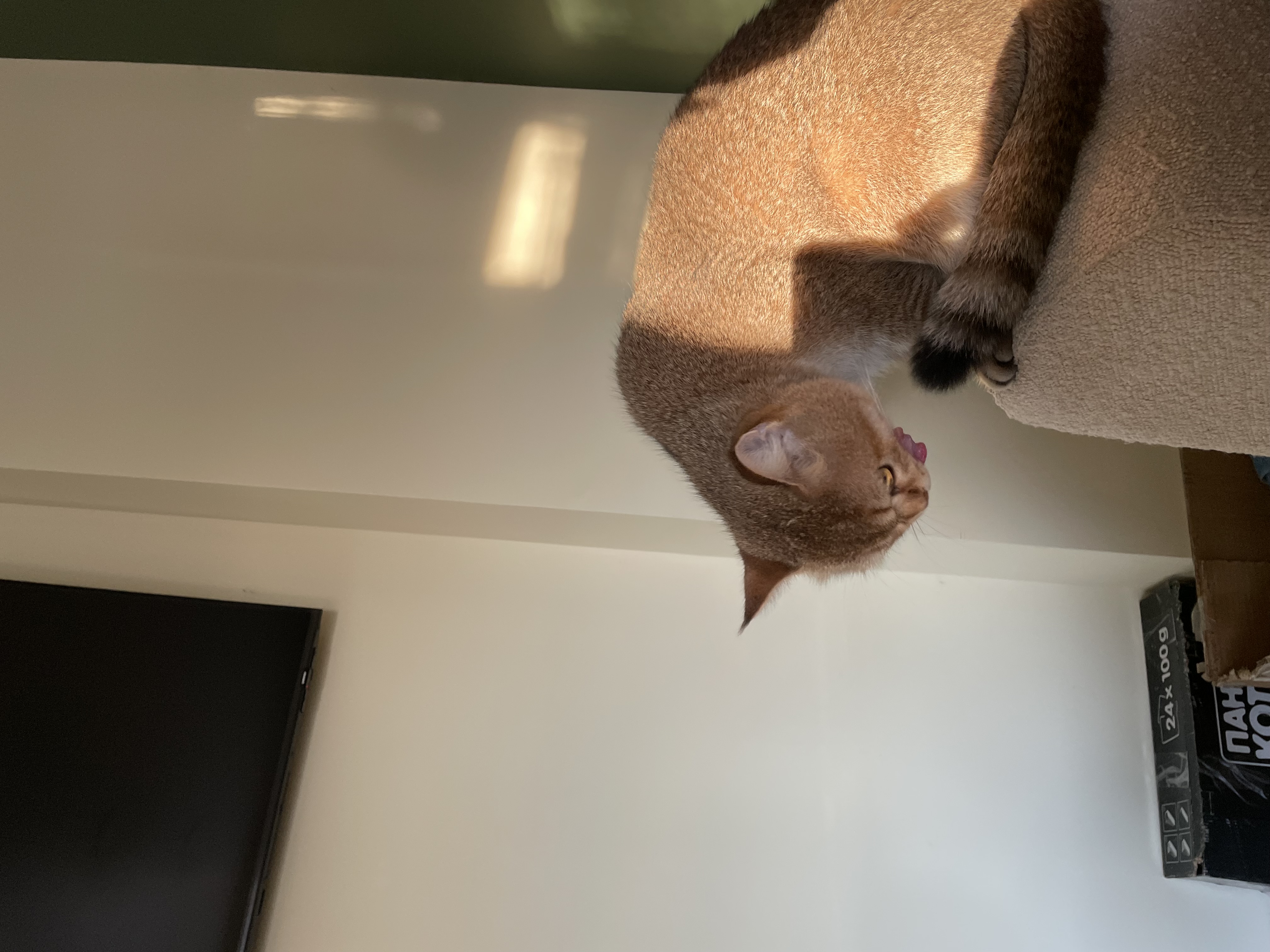 Domestic cat with short gray and brown fur sitting indoors on beige cat tree stand in a brightly lit room.