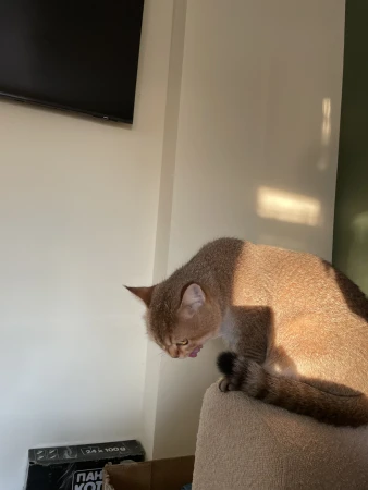 Domestic cat with short gray and brown fur sitting indoors on beige cat tree stand in a brightly lit room.