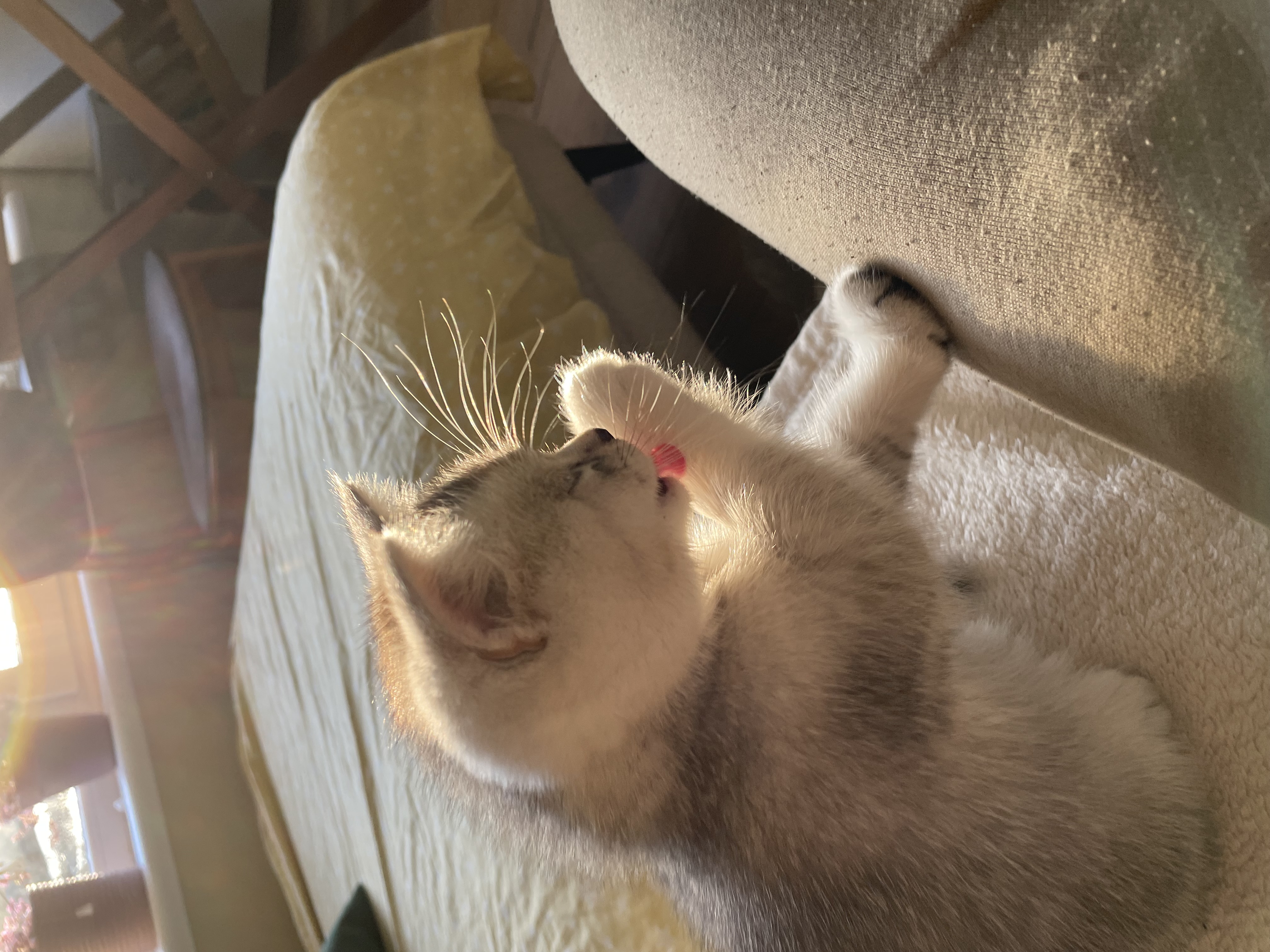 Silver and white kitten washing its paw indoors on a patterned blanket in bright daylight. Cute pet, feline, domestic animal.