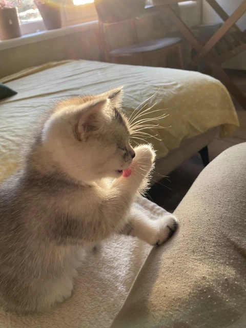 Silver and white kitten washing its paw indoors on a patterned blanket in bright daylight. Cute pet, feline, domestic animal.