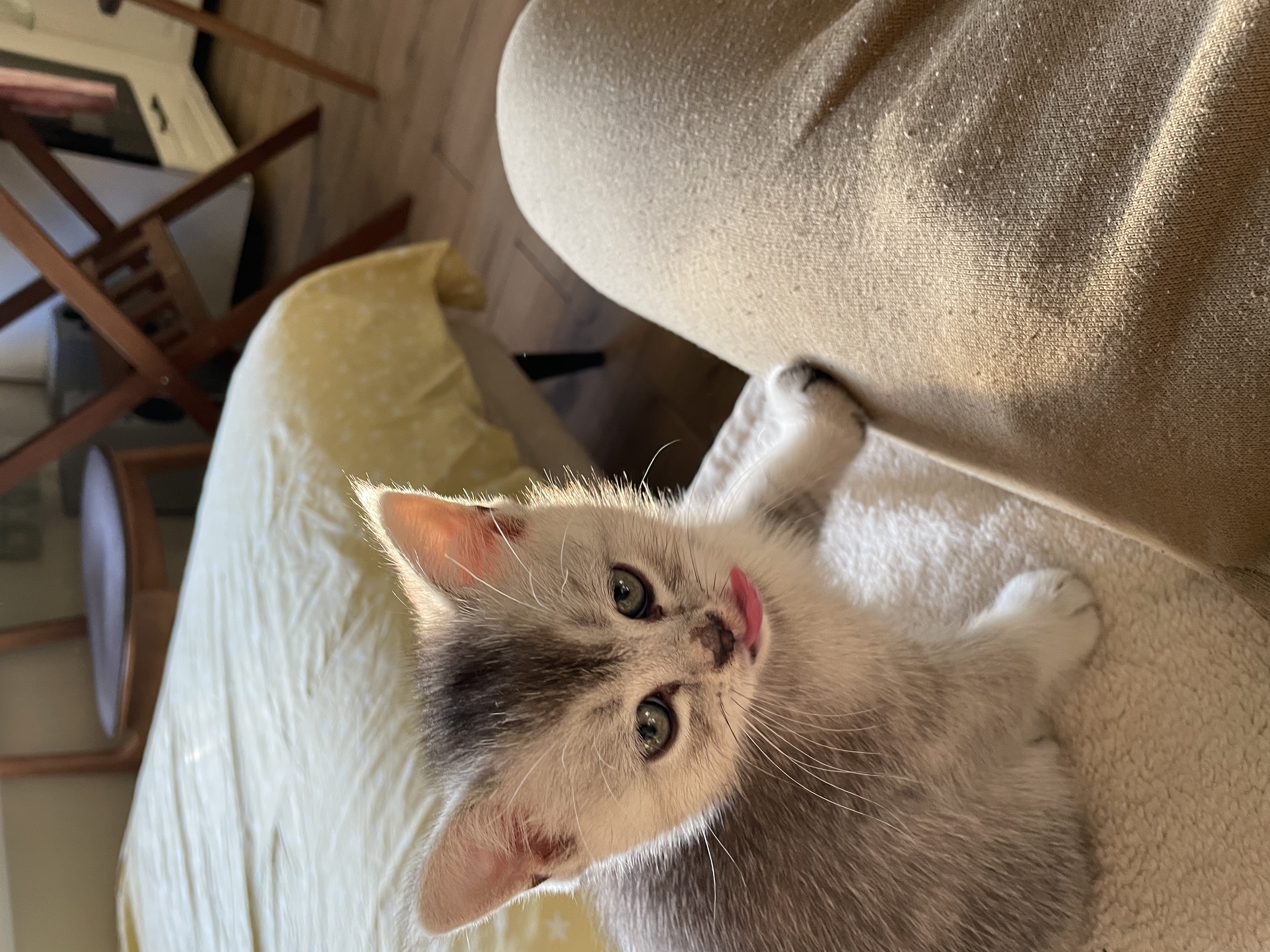 Close-up of a silver tabby kitten sticking its tongue out in an indoor setting, with a chair and bed visible in the background.