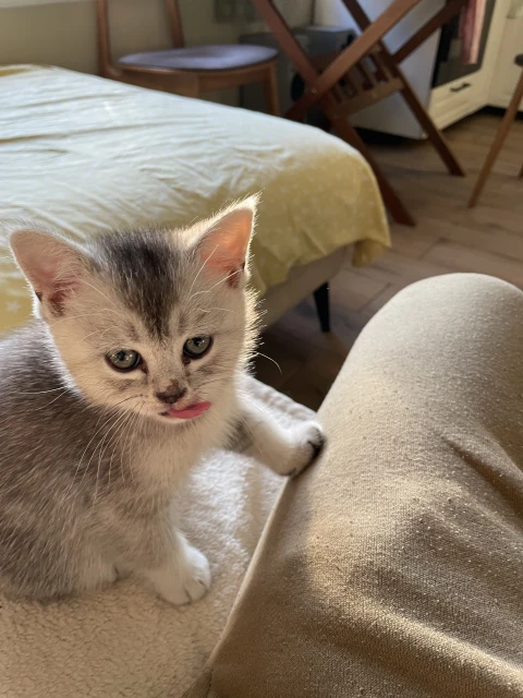 Close-up of a silver tabby kitten sticking its tongue out in an indoor setting, with a chair and bed visible in the background.