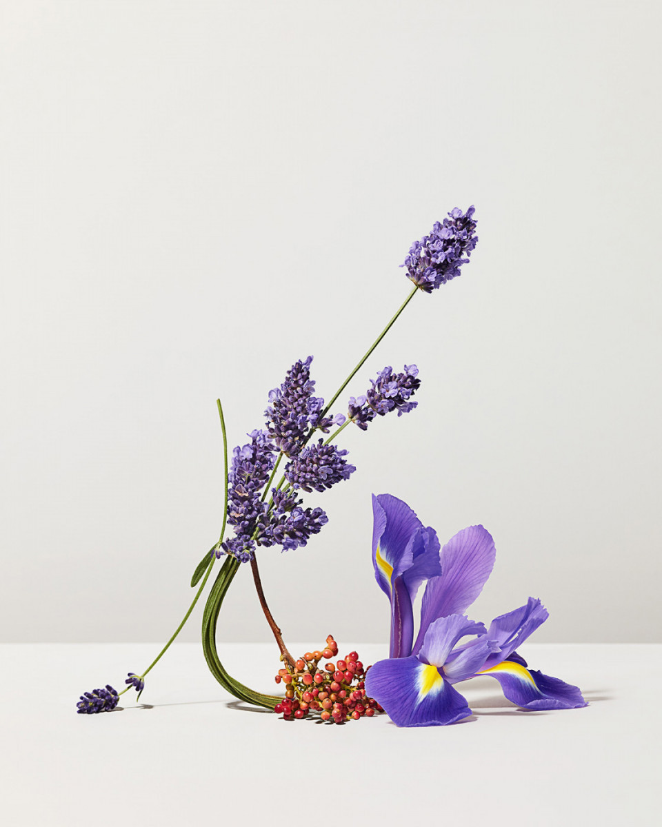 Floral still life features purple lavender, blue iris, and red berries against a clean white backdrop in a minimalist composition.