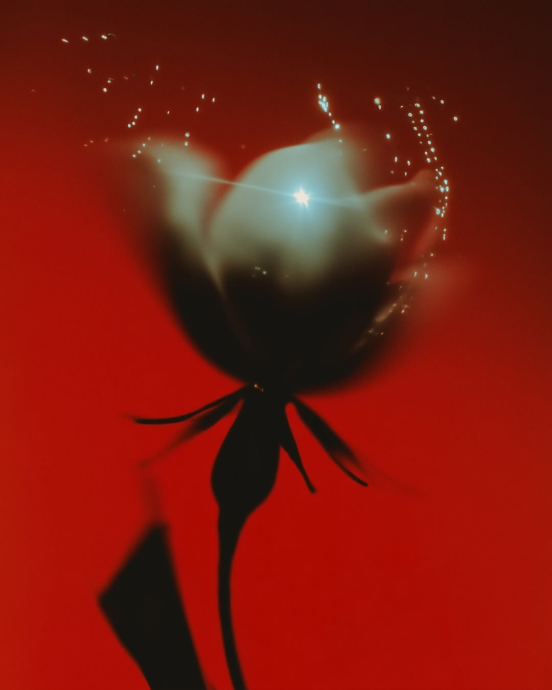 Surreal still life photograph of a rose in silhouette on a red background with a bright star flare on the flower and bokeh.