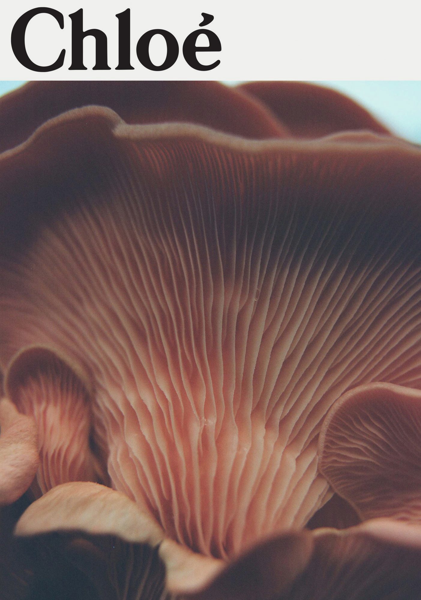 Closeup photograph of a mushroom with visible gills, textured surface, and muted pink and brown tones. Image includes 'Chloe' text overlay.