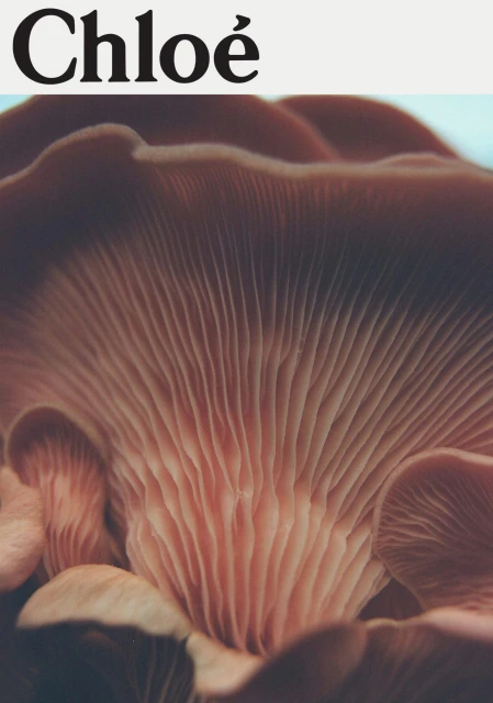 Closeup photograph of a mushroom with visible gills, textured surface, and muted pink and brown tones. Image includes 'Chloe' text overlay.