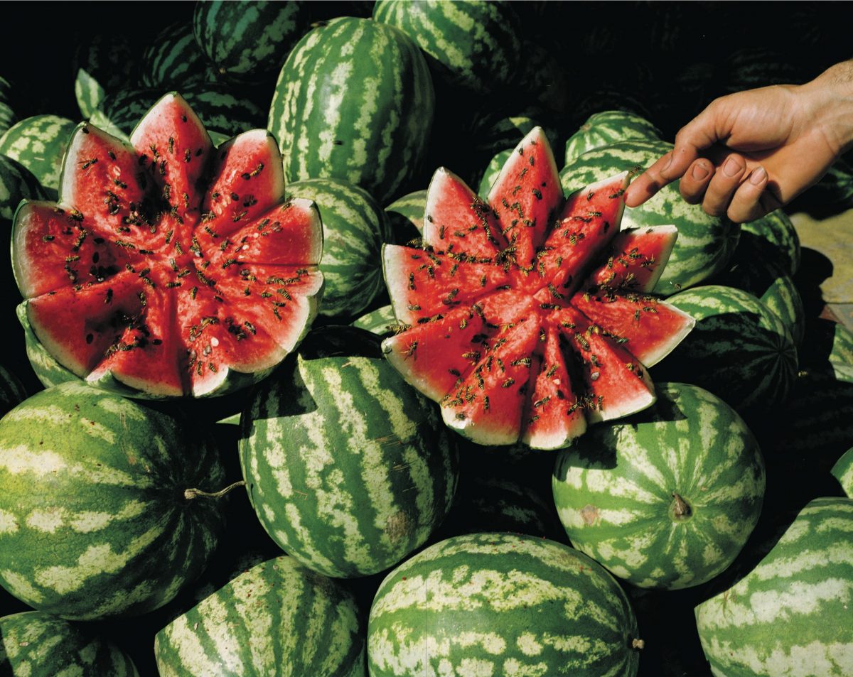 Pile of watermelons with two sliced open in a flower pattern. Bees cover the exposed fruit, and a hand points at one slice.