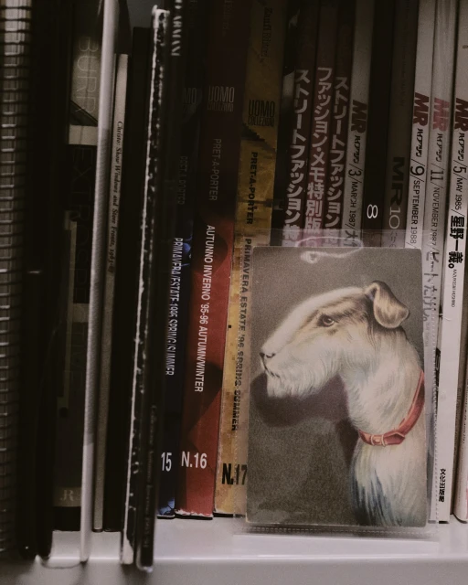 Vintage magazine display with a close-up of a drawing of a dog with a red collar, surrounded by magazines on a shelf.