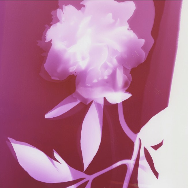 Close-up of a blooming flower with leaves, presented in a pink-toned x-ray style, capturing intricate floral details.
