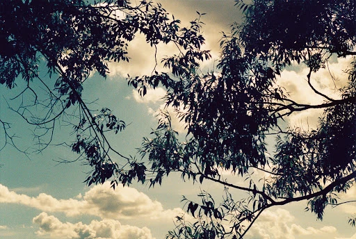 Scenic shot of tree branches silhouetted against a sky with white clouds, creating a peaceful and natural outdoor scene.