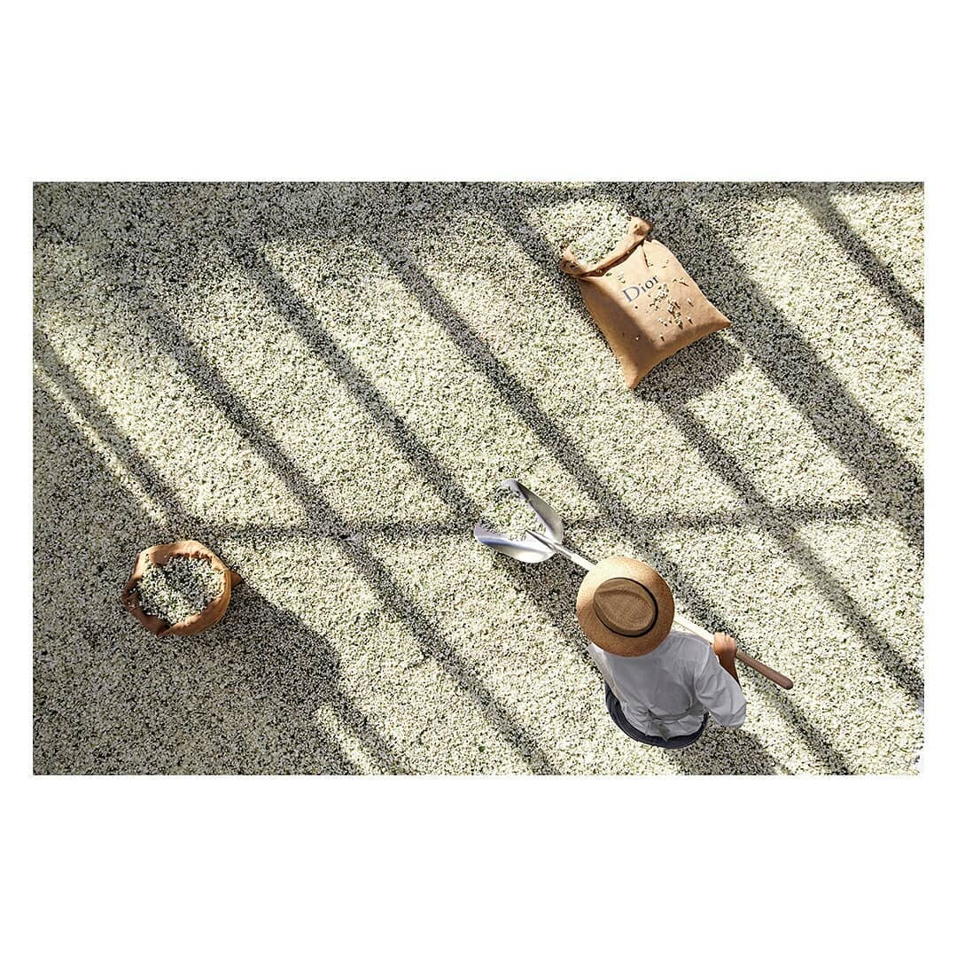 Overhead shot of an adult wearing a straw hat and working on a coffee bean farm with a metal shovel under the bright sun.