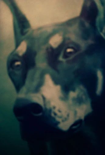 Close-up portrait of a black and tan Doberman Pinscher dog, focusing on the head and face with a shallow depth of field.