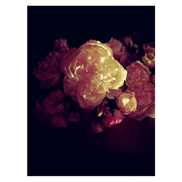 Floral arrangement of white and pink roses in a close-up shot against a dark background, emphasizing the soft textures and light contrast.