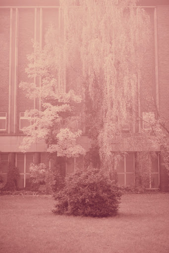 Exterior of a brick building with rectangular windows framed by tall, mature trees and bushes under muted, faded lighting conditions.