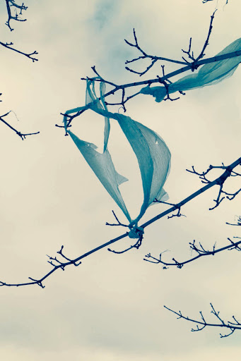 A translucent blue plastic bag caught in bare tree branches against a pale sky creates an unusual and artistic nature scene.