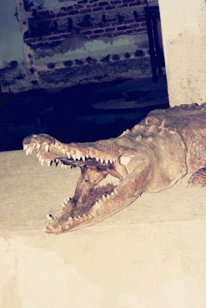 Close-up of a taxidermied crocodile with its jaws wide open, exposing sharp teeth against a textured brick wall background