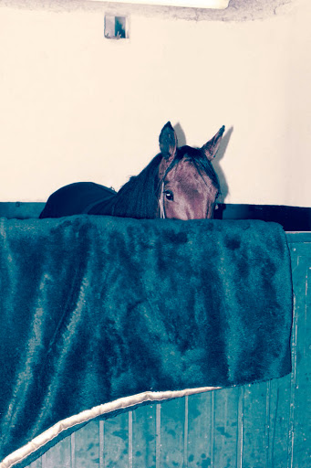 A brown horse with a dark mane peers out over a blue and white barrier, set against a beige wall. The scene is softly lit indoors.