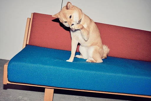 Tan Shiba Inu dog sitting on a blue and orange mid-century modern couch in a brightly lit interior, licking its paw and looking down.