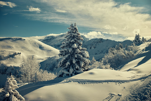 Snow-covered pine tree and mountain landscape under a partly cloudy sky by Arnaud Pyvka.
